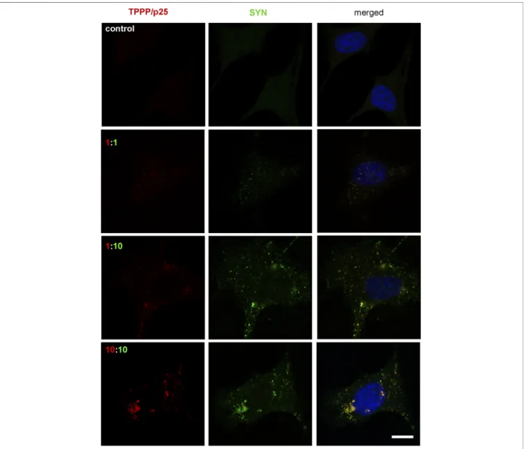 FIGURE 4 | Visualization of the assembly of SYN (green) and TPPP/p25 (red) by ﬂuorescence confocal microscopy at different ratios and concentrations of proteins in pre-starved HeLa cells