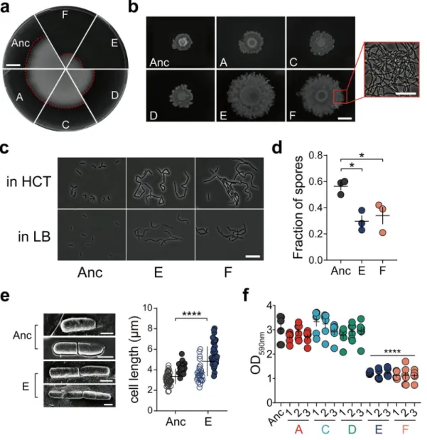 FIG 2 Certain evolved lineages demonstrate elongated and sessile bacterial traits. (a) Swimming motility of Bt407 ancestor (Anc) and representative evolved isolates