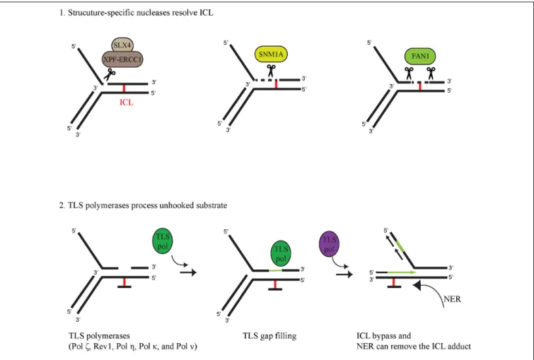 FIGURE 2 | Coordinated activity of structure-specific nucleases and TLS polymerases in ICL bypass (1) Structure-specific nucleases unhook ICL-containing DNA.
