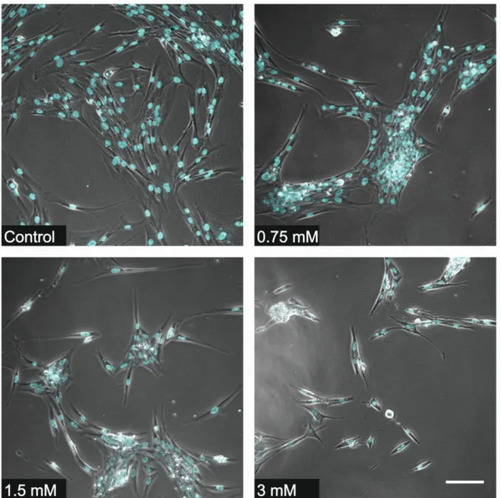 Figure 4. Illustrative microscope images showing the change in viable cell number over the course of the investigation (sample number: n = 2, 20X dry objective, scale bar represents 100 µm).