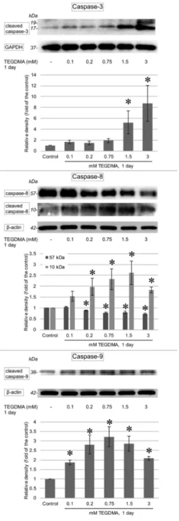 Figure 7. Immunoblots showing the changes in the levels of cleaved caspase-3, -8, and -9 in pulp cells after a 1-day exposure to 0.1, 0.2, 0.75, 1.5, and 3 mM TEGDMA