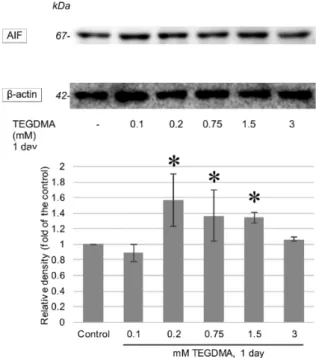 Figure 9. Western blots representing the alterations in Apoptosis-Inducing Factor (AIF) concentra- concentra-tions after a 1-day exposure to 0.1, 0.2, 0.75, 1.5, and 3 mM TEGDMA