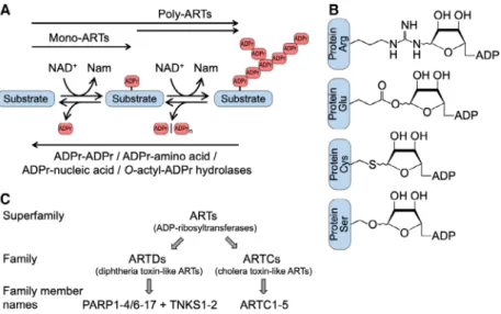 Fig. 1. ADP-ribosylation is a reversible modification of proteins, nucleic acids, and metabolites