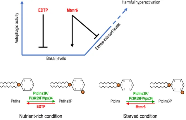 Figure 7. Model for the distinct regulation of autophagy by EDTP and Mtmr6. Under nutrient-rich condition, EDTP inhibits basal autophagy by antagonizing PtdIns3P  production  and  suppressing  autophagosome  maturation