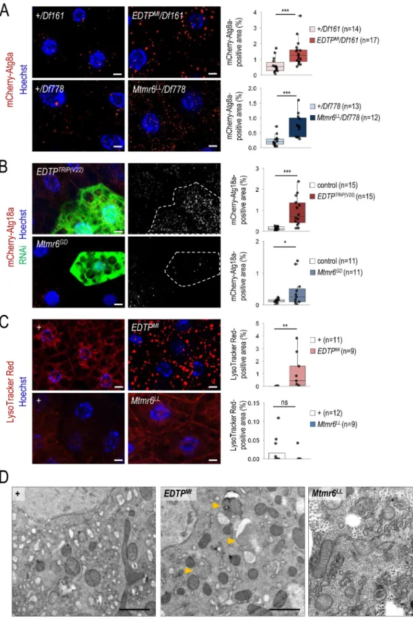 Figure 3. Under nutrient-rich conditions, EDTP suppression leads to increased amounts of early and late autophagic structures whereas Mtmr6 inactivation causes the  accumulation  of  early  autophagic  structures  only