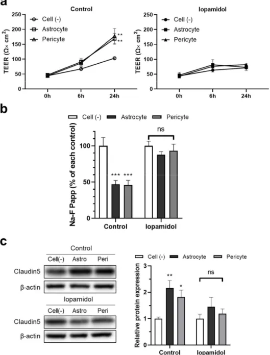 Figure 7. Effects of iopamidol on the astrocyte- or pericyte-induced enhancement of barrier function  in rat brain endothelial cells (RBECs)
