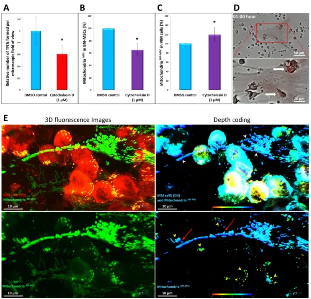 Figure 7. High-resolution 3D analysis of mitochondrial transfer using confocal laser scanning microscopy and the effect  of cytochalasin D on mitochondrial transfer and TNT formation