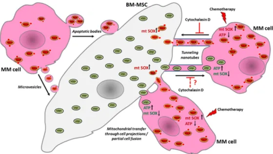 Figure 8. Mechanisms of bidirectional mitochondrial transfer between bone marrow stromal cells and myeloma cells