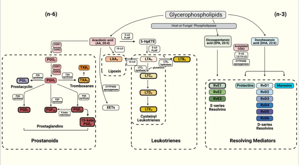 Figure 1. Schematics of the eicosanoids synthesis pathway for the production of prostanoids (Prostaglandins—PGs, Prostacyclin and Thromboxanes—TXs), Leukotrienes (LTs) and resolving mediators including D- and E-series resolvins (Rvs), protectins and maresi