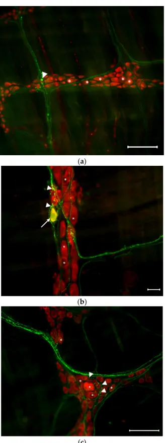 Figure 1. Representative fluorescent micrographs from the duodenum (a), ileum (b), and colon (c)  of controls after 5-HT-HuCD immunohistochemistry