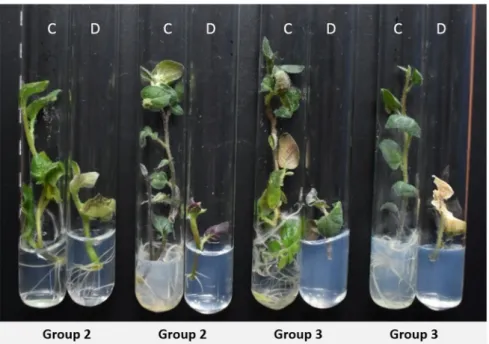 Figure 3. Morphological differences of severe drought-stressed (D) and control (C) plants  after three weeks on 15% PEG media