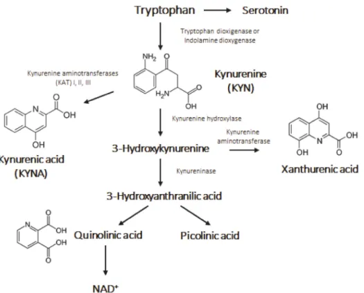 Figure 1. The kynurenine pathway.