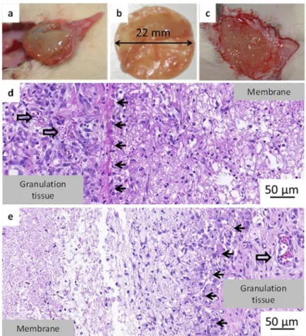Fig 7. PASPDAB sample 3 days after implantation (a), resected sample grew in size and changed consistency (b), 7 days after implantation (c); representation of histopathology of a sample at day 3 (d) and day 7 (e); Black arrows indicate the boundary betwee