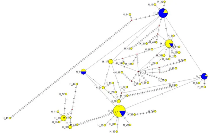 Figure 3. The  mtDNA haplotype networks for COI mitochondrial DNA sequences. Yellow: Balaton stock, blue: Tisza  stock
