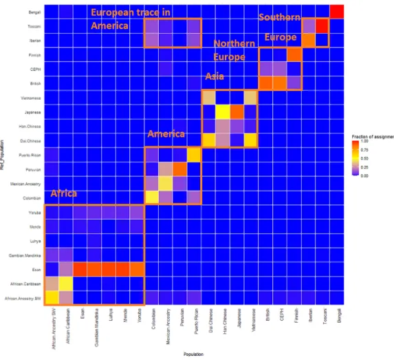 Figure 4 ReAdmix assignment matrix heatmap. reAdmix analysis shows that population labels may not be 100% accurate; however, they are correct at the superpopulation level