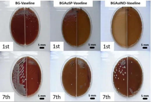 Figure 5. Representative images of bacterial cultures collected from the rats treated with BG- BG-Vaseline, BGAuSP-Vaseline and BG-AuIND-Vaseline ointments on the 1st day of intervention and  after 7th days post-surgery