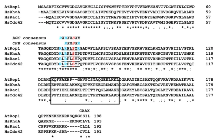 Figure 1. Sequence comparison of the ROP1 GTPase of Arabidopsis thalina (AtROP1) with the Homo sapiens Rho-type  GTPases HsRhoA, HsRac1, and HsCdc42