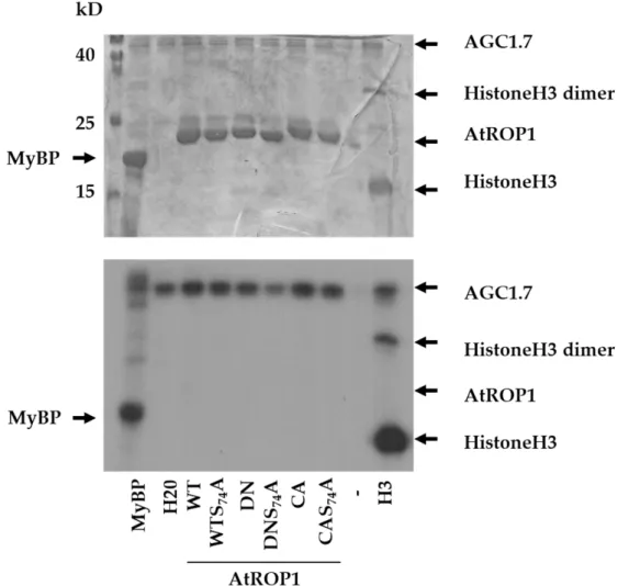 Figure 2. In vitro protein phosphorylation assay using the Arabidopsis AGC1.7 kinase and various  substrates: the pig myelin basic protein (MyBP), human histone H3 (H3), and various forms of the  AtROP1 GTPase (WT—wild type; DN—dominant negative; CA—consti