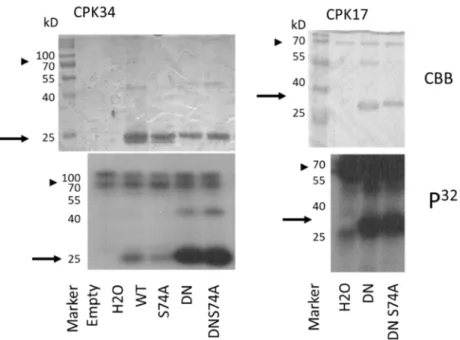 Figure 4. In vitro protein phosphorylation assays using the Arabidopsis CPK17 CPK 34 kinases  and wild-type or mutant forms of the AtROP1 GTPase (WT—wild type; DN—dominant negative; 