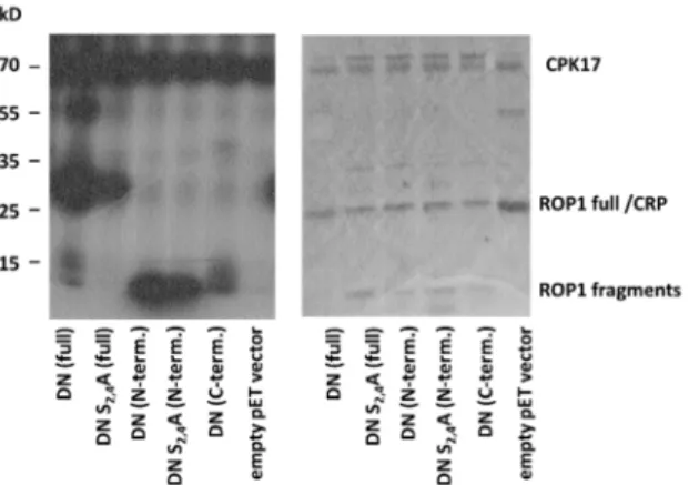Figure 7. In vitro kinase assay using the CPK17 kinase and the DN mutant ROP1 GTPase either in  full length, or its N- or C-terminal regions, respectively