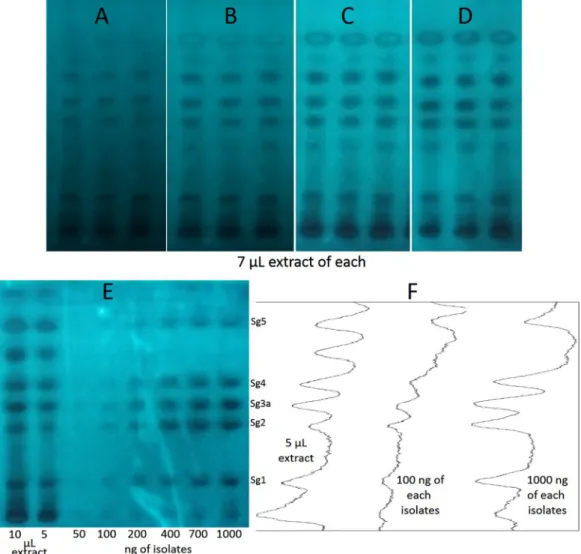 Fig. 4. The result of the developed HPTLC-AChE assay of S. gigantea root extract after 5, 10, 15 and 20 min (A-D) and the HPTLC-AChE bioautogram (E) of the extract  along with the isolates (Sg1, Sg2, Sg3a, Sg4 and Sg5) and three respective videodensitogram