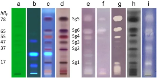 Fig.  2. HPTLC chromatograms and autograms of the S.  gigantea  root extract, developed with  n  -hexane  – isopropyl  acetate – acetic acid 40:9:1 (  V/V/V  , MP2) and detected at  UV  254  nm  (a),  UV 365 nm  (b), after derivatization  with  vanillin su