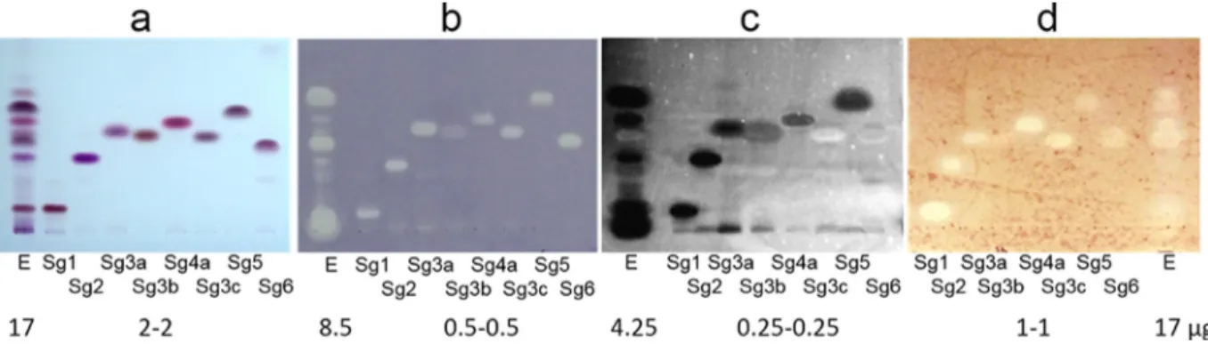 Fig. 5. Conﬁrmation of purity and bioactivity: HPTLC chromatogram and autograms of the bioactive compounds Sg1-Sg6 isolated from giant goldenrod root extract (E)  separated with n  -hexane – isopropyl acetate – acetone 16:3:1 (  V  /  V  /  V  , MP1) and d