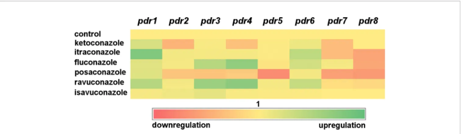 FIGURE 3 | Heat-map of transcript level of pdr genes in response to exposure to azoles