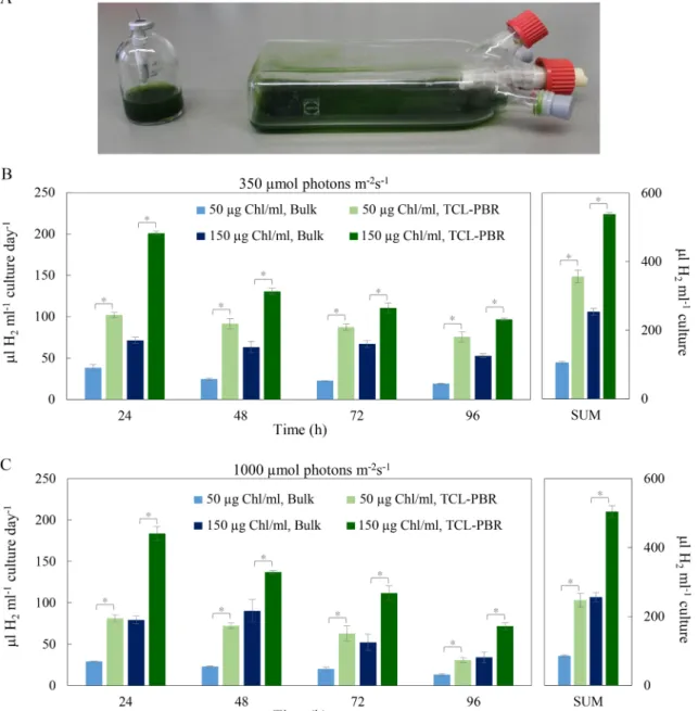Fig. 1. Photoautotrophic, anaerobiosis-induced H 2  production by Chlamydomonas reinhardtii  CC-124 cultures in serum bottles (bulk) and thin cell layer photo- photo-bioreactors (TCL-PBR)