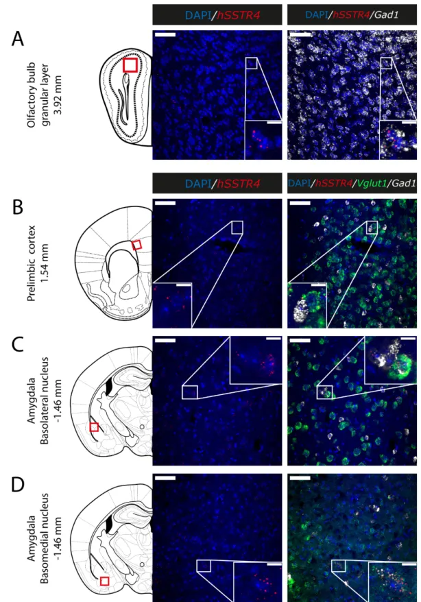 Figure 8. Expression of the hSSTR4 mRNA in the mouse olfactory bulb, prelimbic cortex and amygdala