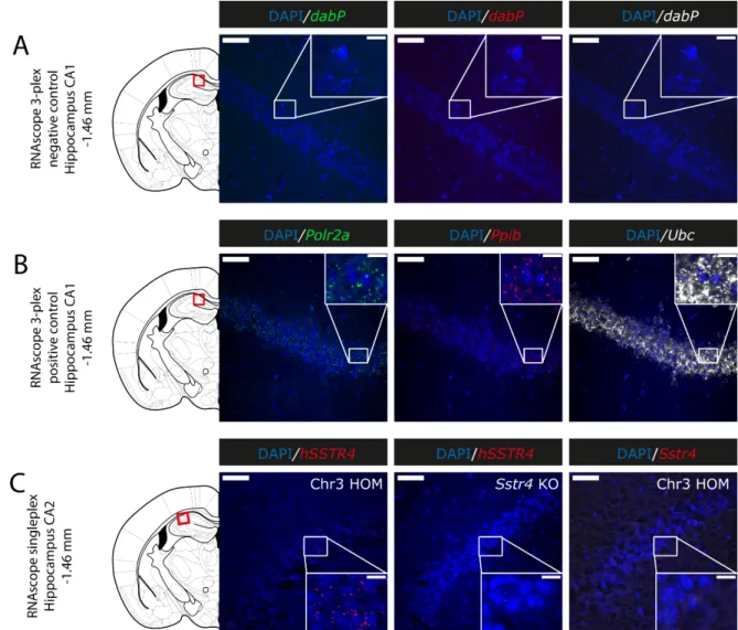 Figure A1. Representative control conditions for the RNAscope (counterstained with DAPI)