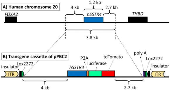 Figure 1. The structure of the PiggyBac (PB) transposon. Human chromosome 20 showing the full‐length hSSTR4 coding  sequence with up‐ and downstream regulatory elements (7.8 kb) as copied fragments and the neighboring genes (FOXA2  and  THBD)  (A).  PB  tr