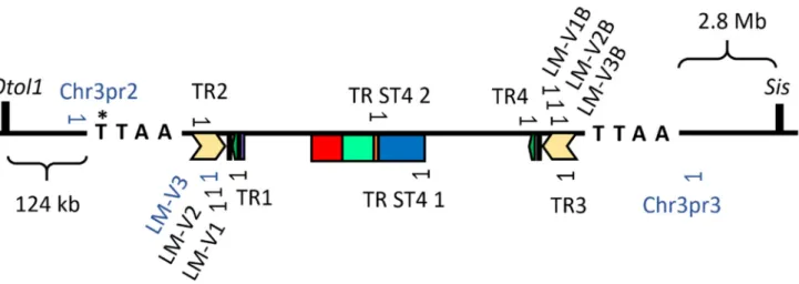 Figure 3. The insertion site of the PB transposon in chromosome 3 of the Sstr4 KO mouse genome, along with the primers used for genotyping