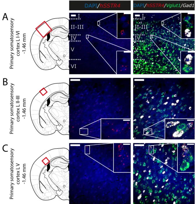 Figure 6. Expression of the hSSTR4 mRNA in the mouse primary somatosensory cortex. Representative confocal images from Chr3 homozygote mice