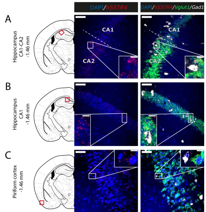 Figure 7. Expression of the hSSTR4 mRNA in the mouse hippocampus and piriform cortex. Representative confocal images from Chr3 homozygote mice