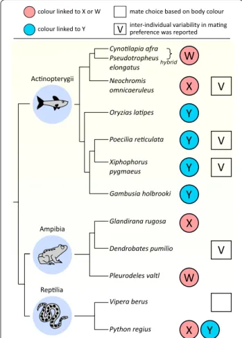 Fig. 1  Empirical examples on sex-linkage of, and mating preference  for, body colour in taxa liable to temperature-induced sex reversal