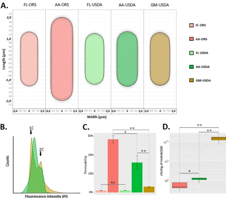 FIG 5 B. diazoef ﬁ ciens USDA110 displays atypical bacteroid differentiation features in A