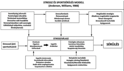 1. ábra: A sportsérülések és a stressz kölcsönhatása (Andersen, Williams, 1998)