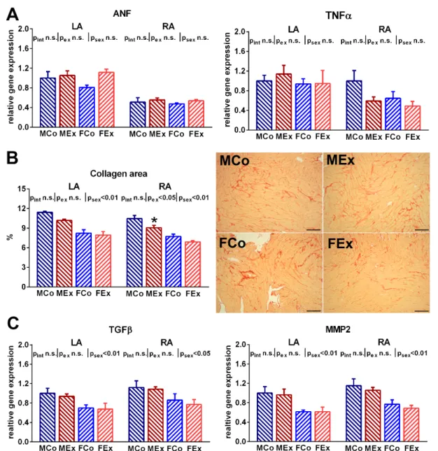 Figure 4. (A) Atrial natriuretic factor (ANF) and tumor necrosis factor α (TNFα) gene expression data from left (LA) and right atrium (RA) in male control (MCo), male exercised (MEx), female control (FCo), and female exercised (FEx) animals