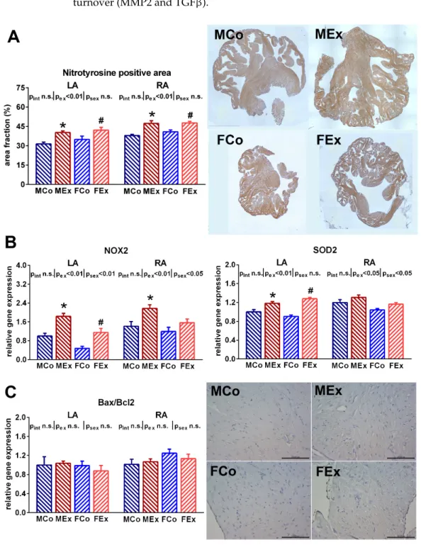 Figure 3. (A) Nitrotyrosine positive area fraction data from left (LA) and right atrium (RA) with representative whole left  atrial sections from one–one male control (MCo), male exercised (MEx), female control (FCo), and female exercised (FEx)  animals