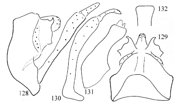 Table  10:  aurovittata,  Sitahoan).  Eyes  setaless,  not  enlarged.  Abdominal  segments  without  any  reticulated  internal  sacs;  filaments  on  sternite  V  present