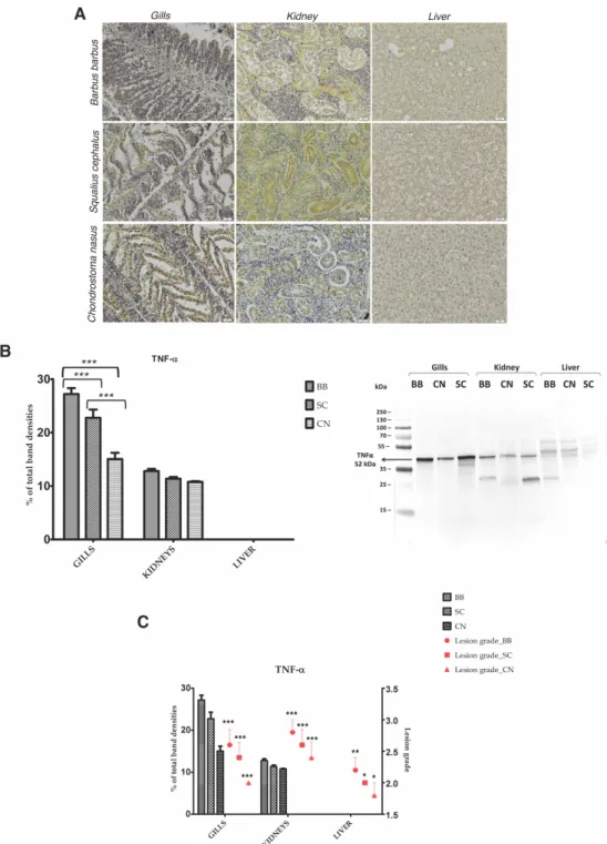 Figure 5. The effects of specific tissue heavy metal bioaccumulation on inflammatory pathway activation