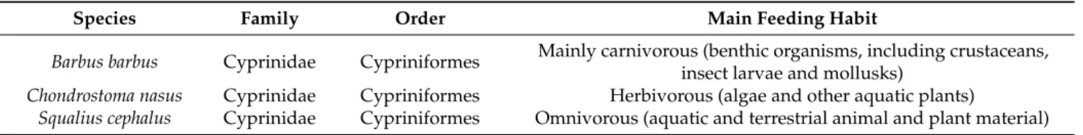 Table 1. Classification and the main feeding habits of fish species sampled from the Crișul Negru river. 
