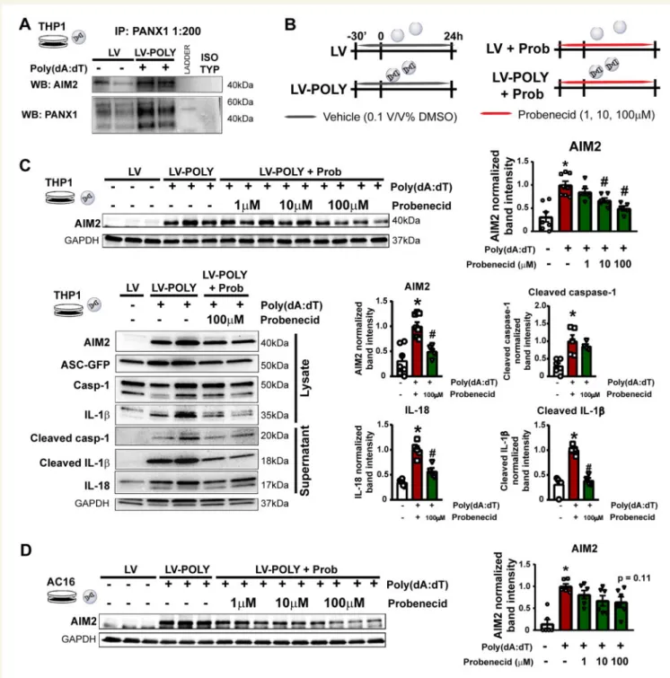 Figure 4 Pannexin-1 channel inhibition attenuates AIM2 inflammasome activation in vitro