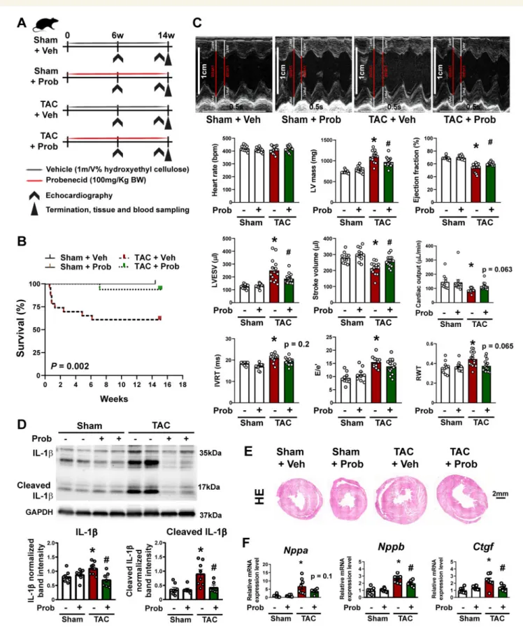 Figure 5 Pannexin-1 channel inhibitor probenecid improves survival and cardiac function in vivo