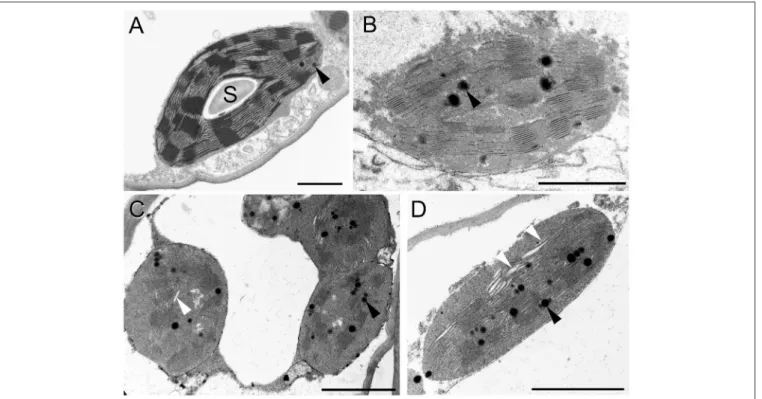 FIGURE 6 | Transmission electron micrographs of chloroplasts in the fourth leaf pair of freshly cut spearmint shoots treated with 0 mM (control, distilled water) (A) and 50 mM NaCl in distilled water (B–D) for 2 weeks