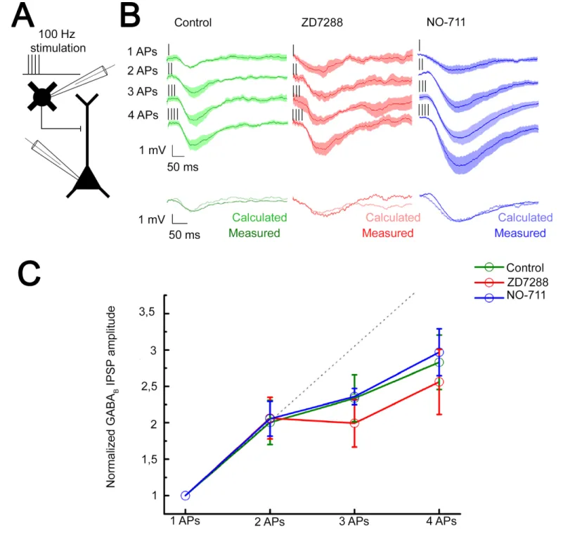 Figure 5. Integration of GABA B receptor-mediated responses are not affected by HCN channel and GABA reuptake