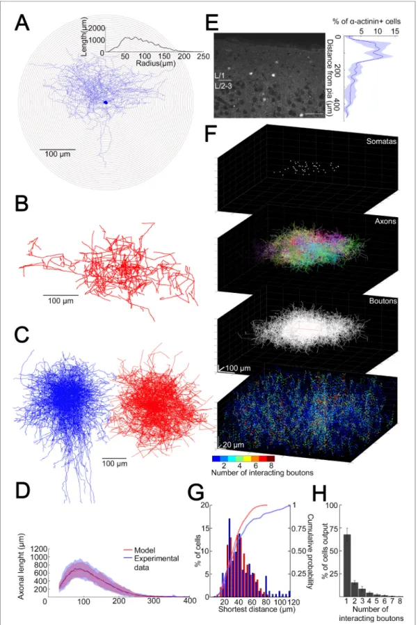 Figure 2. Structural characteristics of collective GABAergic output formed by the population of layer 1 neurogliaform cells (NGFCs)