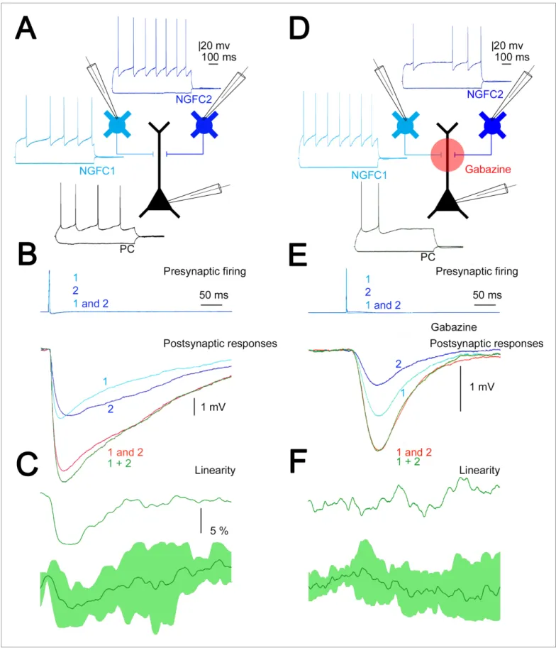 Figure 4. Summation of convergent, unitary inhibitory postsynaptic potentials (IPSPs) elicited by neurogliaform cells (NGFCs)