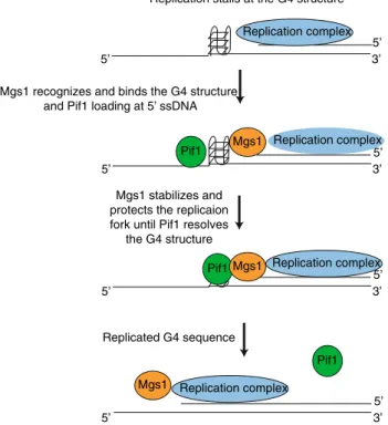 Fig. 1    Hypothetical model of the function of Mgs1 at G4 struc- struc-tures. During the replication G4 structures are formed on the  sin-gle-stranded template DNA, which blocks the replication fork  pro-gression and DNA synthesis